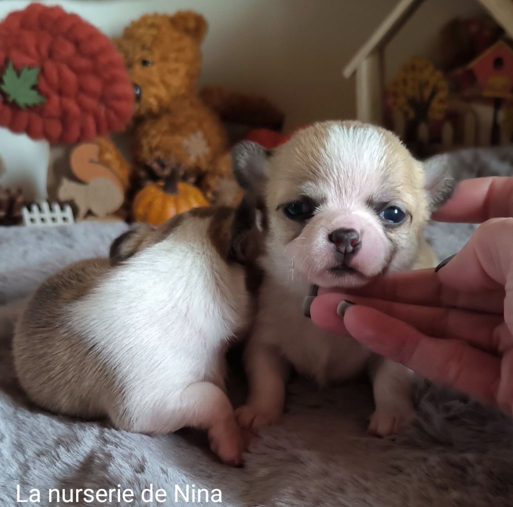 De La Nurserie De Nina - Chiot disponible  - Chihuahua