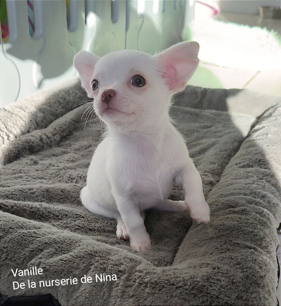 De La Nurserie De Nina - Chiot disponible  - Chihuahua