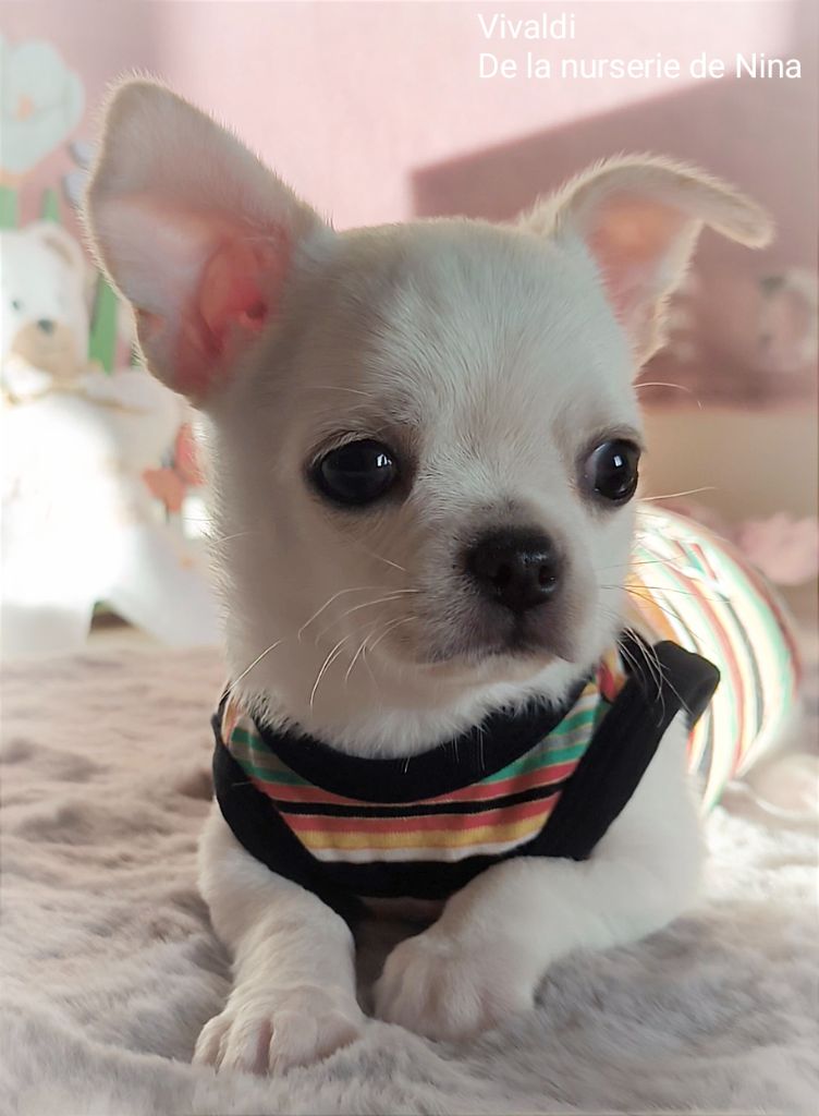 De La Nurserie De Nina - Chiot disponible  - Chihuahua