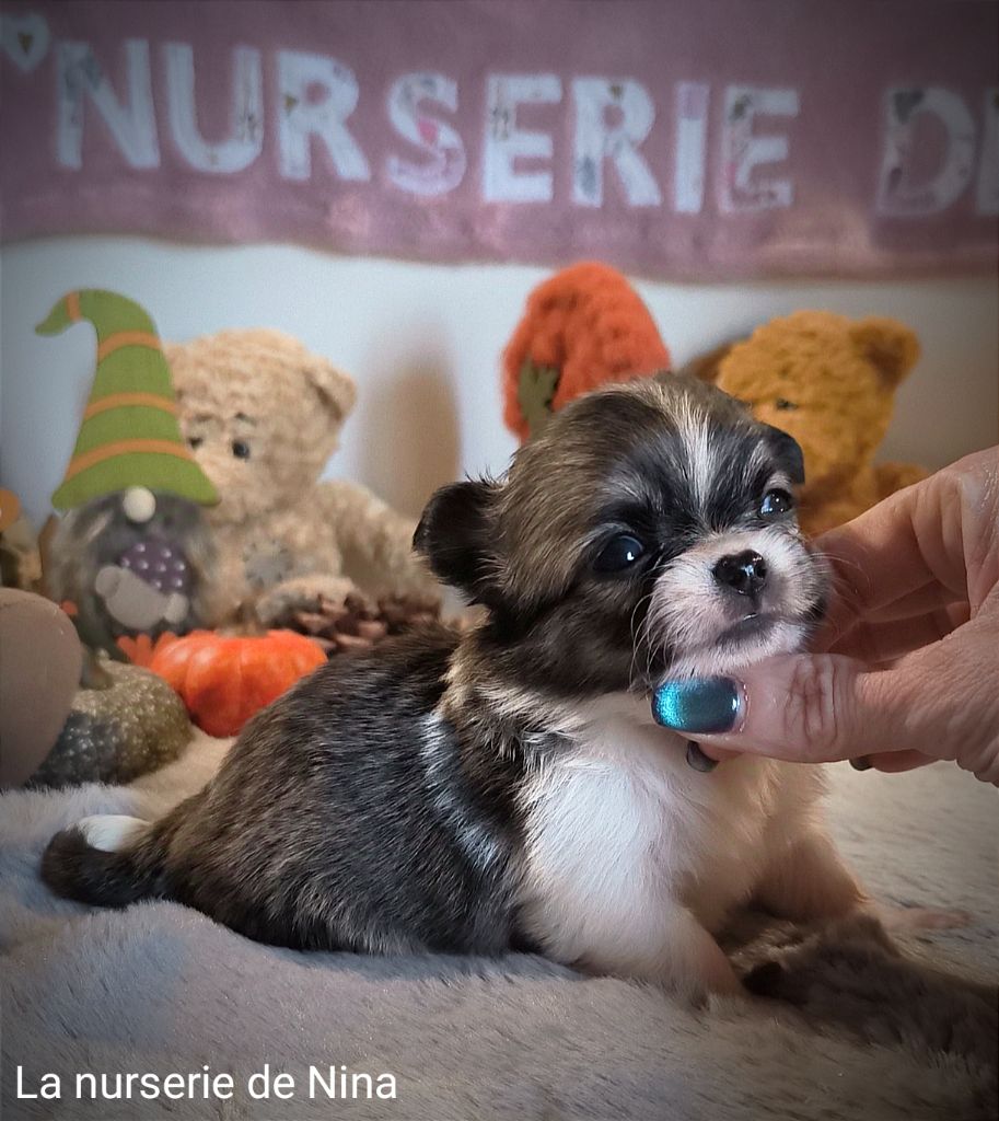 De La Nurserie De Nina - Chiot disponible  - Chihuahua