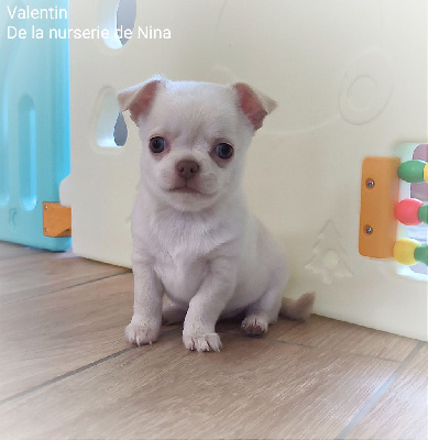 De La Nurserie De Nina - Chihuahua - Portée née le 16/02/2024