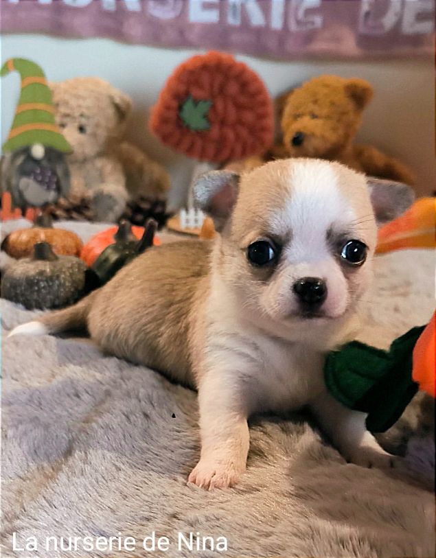 De La Nurserie De Nina - Chiot disponible  - Chihuahua