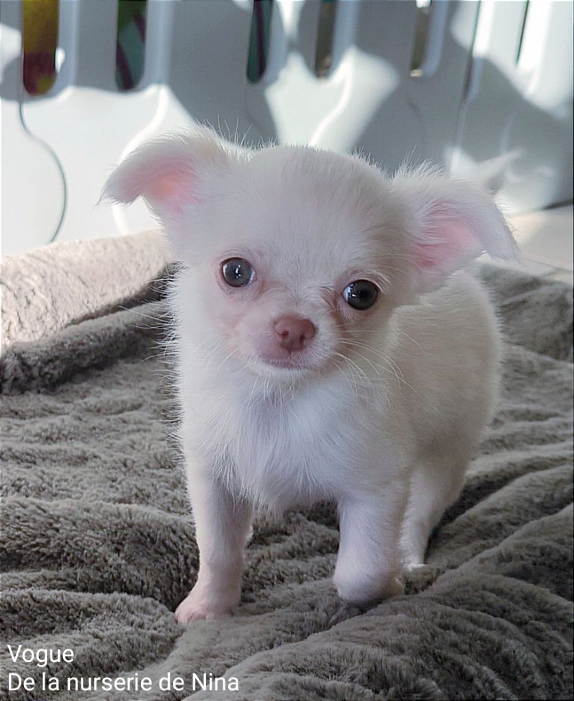 De La Nurserie De Nina - Chiot disponible  - Chihuahua