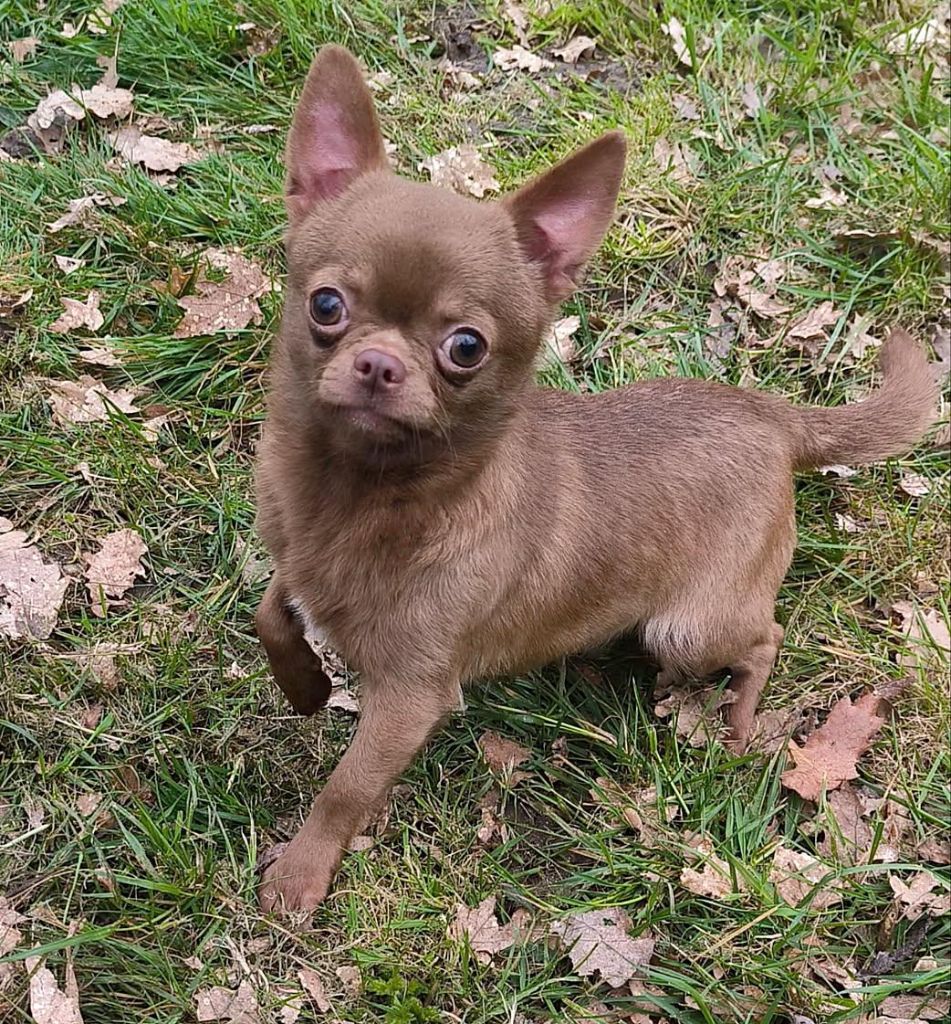 Volovan (Sans Affixe)