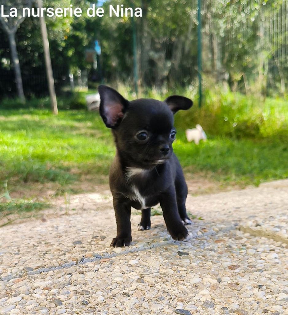 De La Nurserie De Nina - Chiots disponibles - Chihuahua