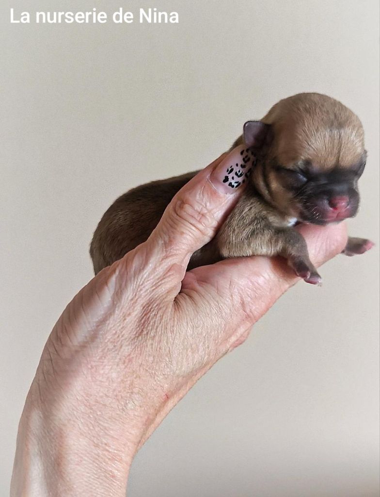 De La Nurserie De Nina - Chiots disponibles - Chihuahua