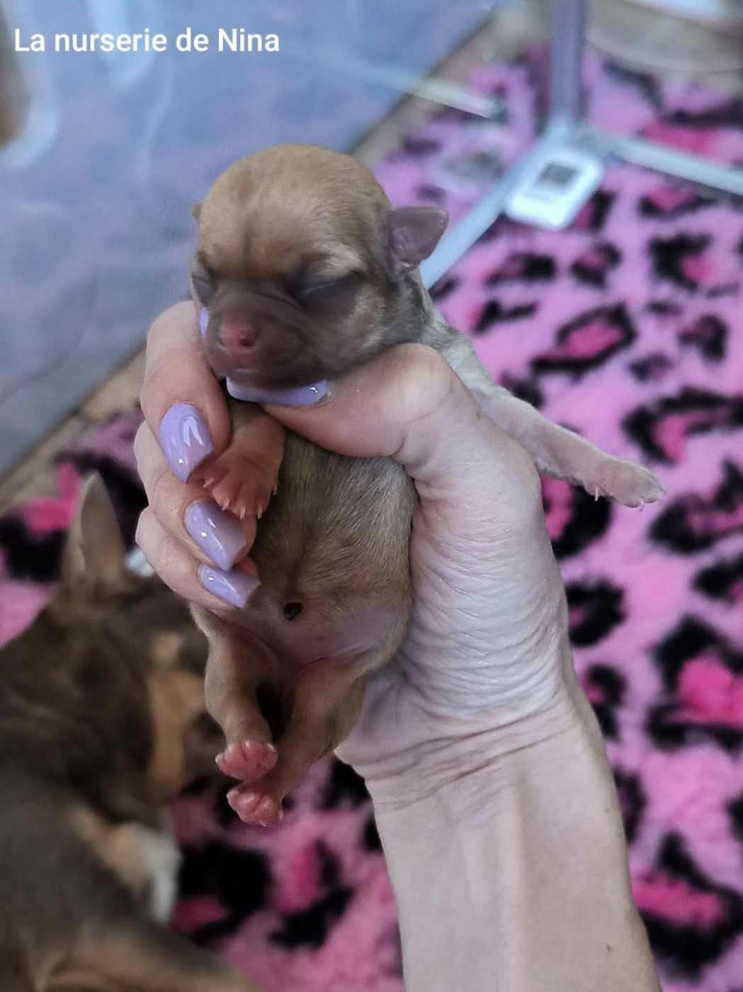 De La Nurserie De Nina - Chiots disponibles - Chihuahua