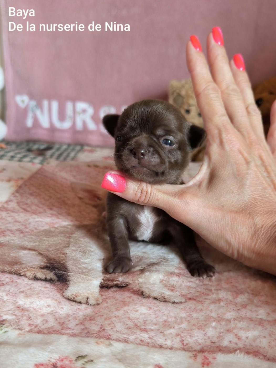 De La Nurserie De Nina - Chiots disponibles - Chihuahua