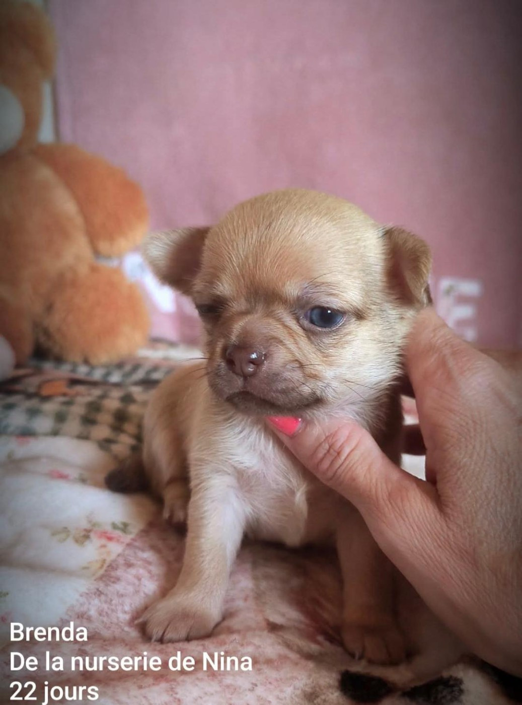 De La Nurserie De Nina - Chiots disponibles - Chihuahua