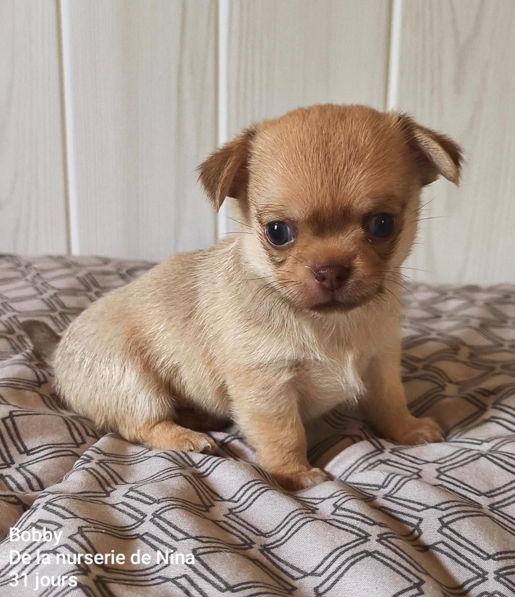 De La Nurserie De Nina - Chiots disponibles - Chihuahua