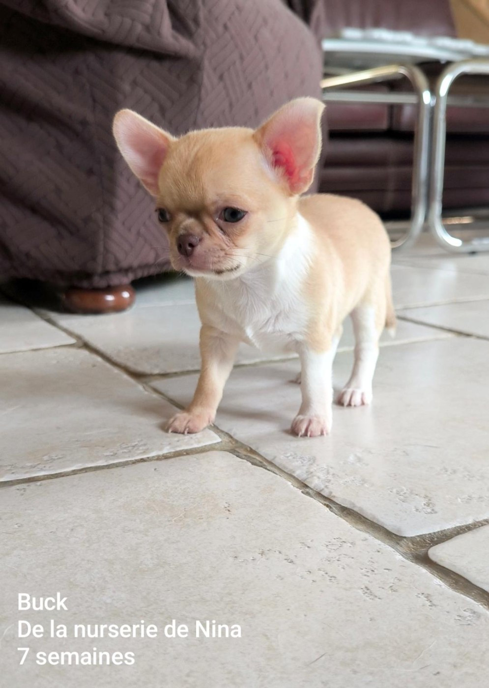 De La Nurserie De Nina - Chiots disponibles - Chihuahua