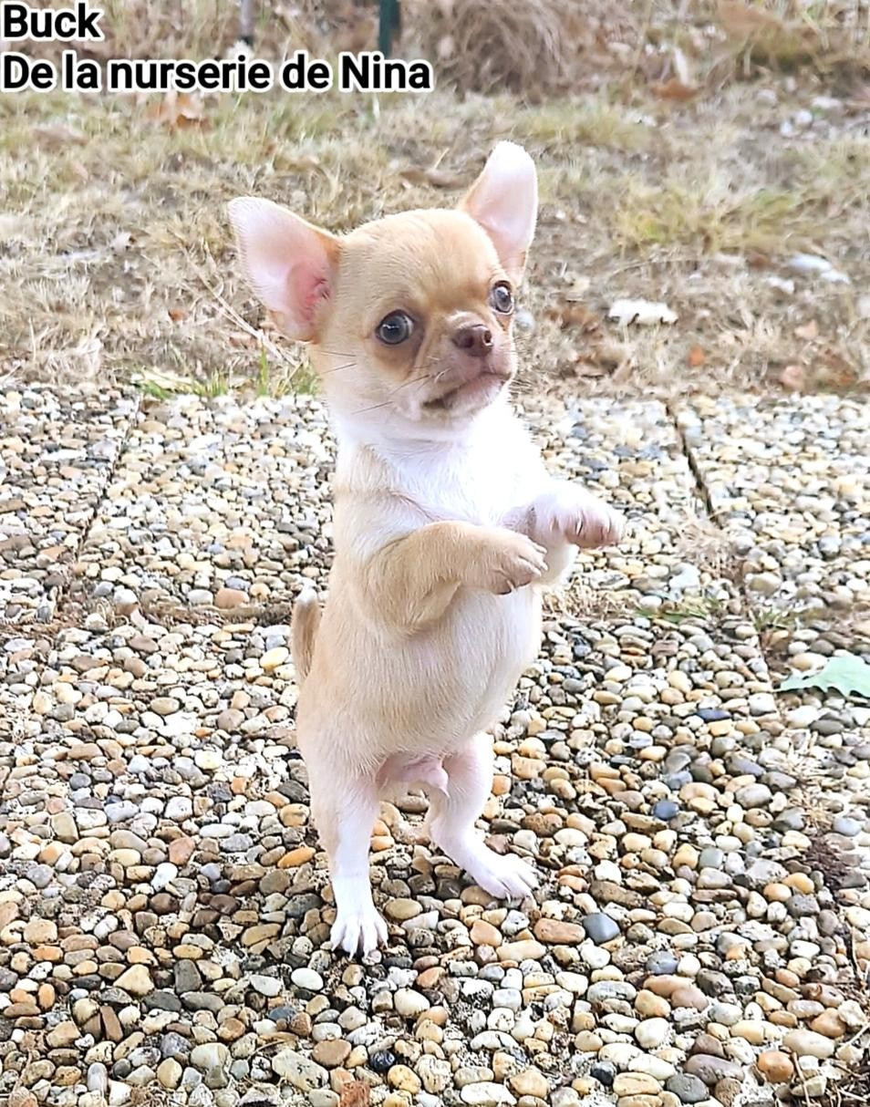De La Nurserie De Nina - Chiots disponibles - Chihuahua