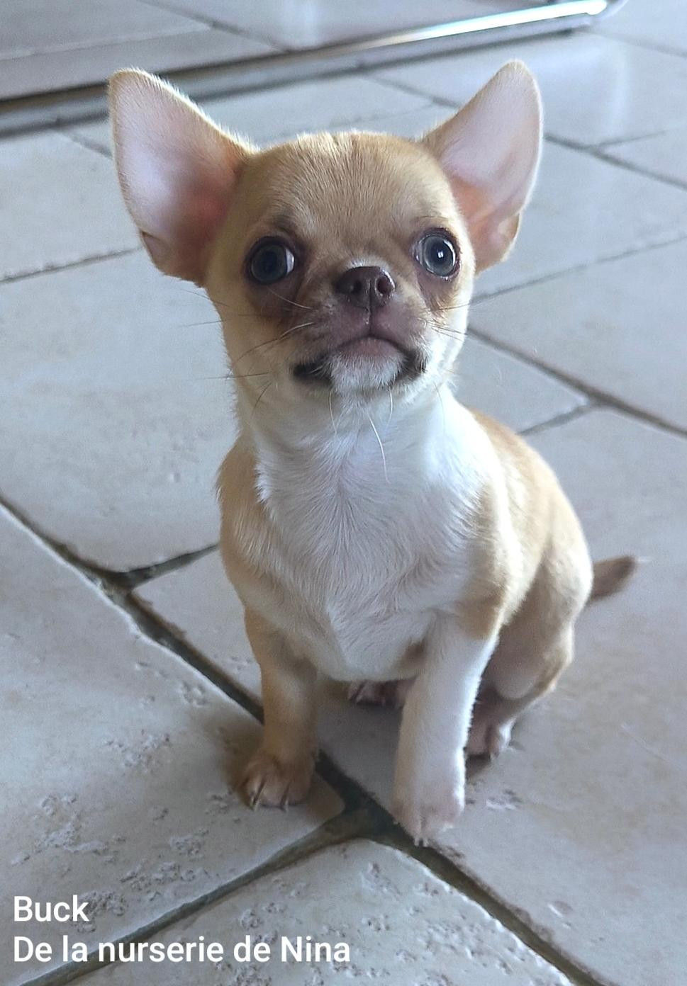 De La Nurserie De Nina - Chiots disponibles - Chihuahua