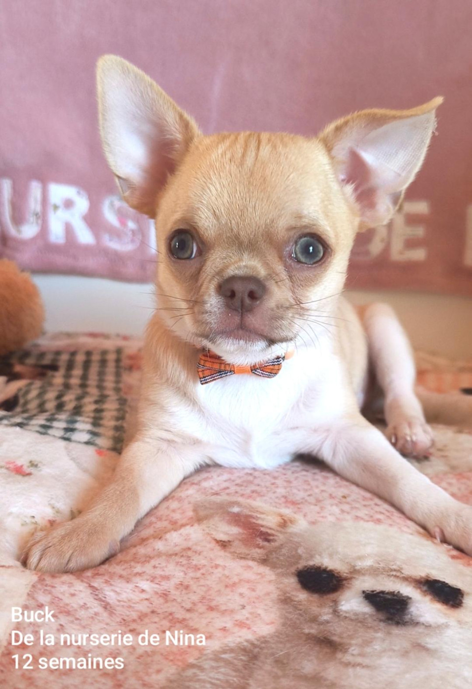 De La Nurserie De Nina - Chiots disponibles - Chihuahua