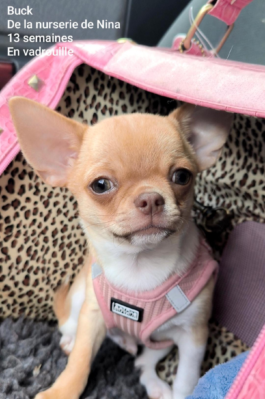 De La Nurserie De Nina - Chiots disponibles - Chihuahua