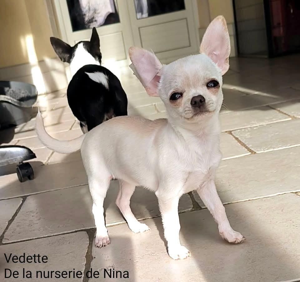 De La Nurserie De Nina - Chiots disponibles - Chihuahua