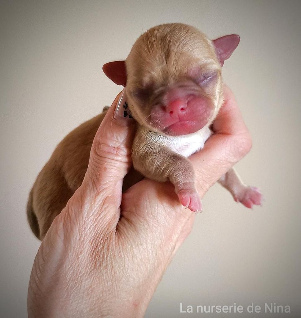 De La Nurserie De Nina - Chiots disponibles - Chihuahua