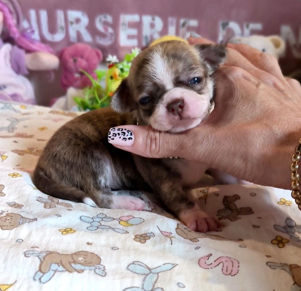 De La Nurserie De Nina - Chiots disponibles - Chihuahua