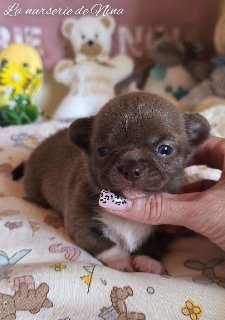De La Nurserie De Nina - Chiots disponibles - Chihuahua
