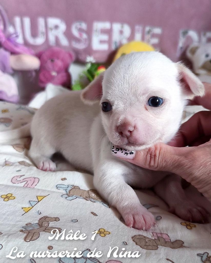 De La Nurserie De Nina - Chiots disponibles - Chihuahua