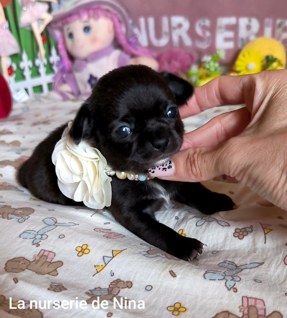 De La Nurserie De Nina - Chiots disponibles - Chihuahua